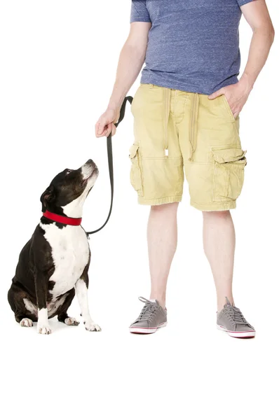 Staffordshire Bull Terrier on lead — Stock Photo, Image