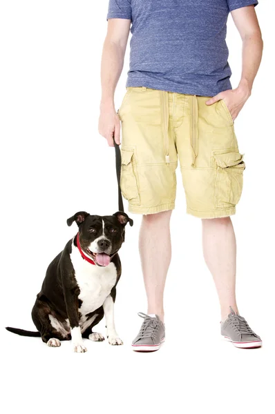 Staffordshire Bull Terrier on lead — Stock Photo, Image