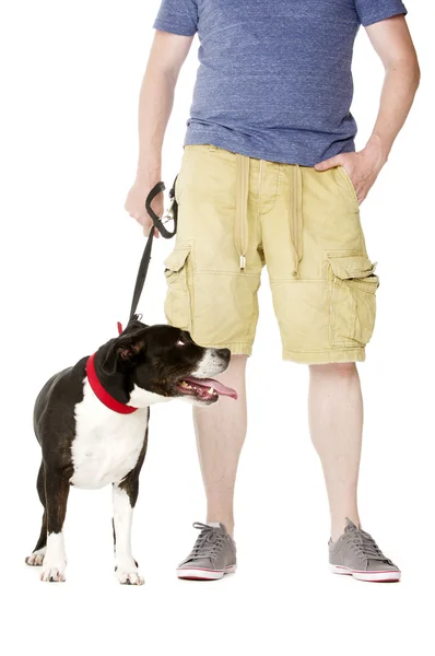 Staffordshire Bull Terrier on lead — Stock Photo, Image