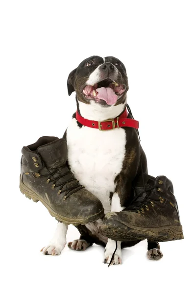 Staffordshire Bull Terrier with walking boots — Stock Photo, Image