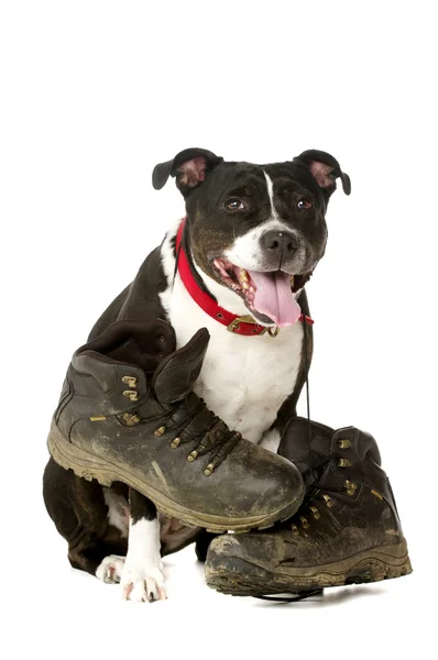 Staffordshire Bull Terrier with walking boots — Stock Photo, Image