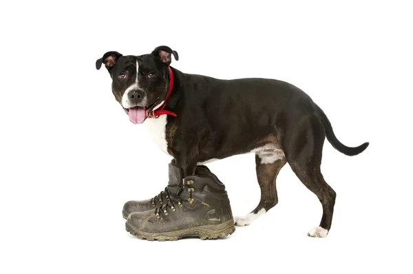 Staffordshire Bull Terrier wearing walking boots — Stock Photo, Image