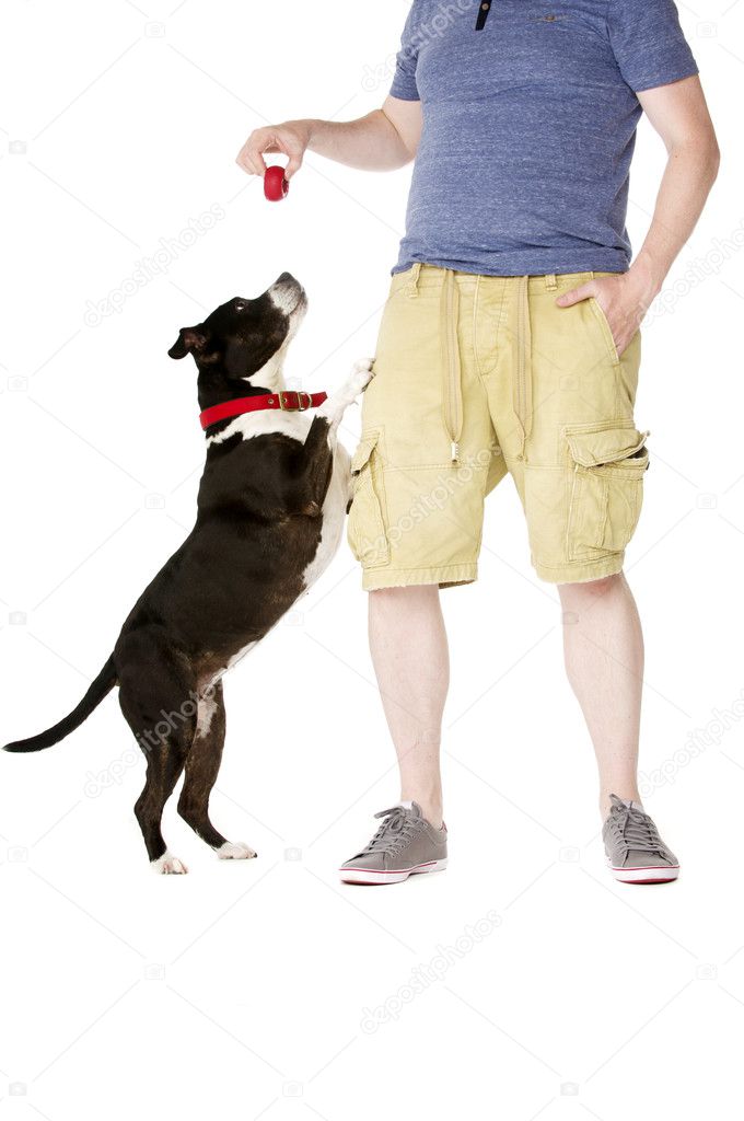 Staffordshire Bull Terrier with owner