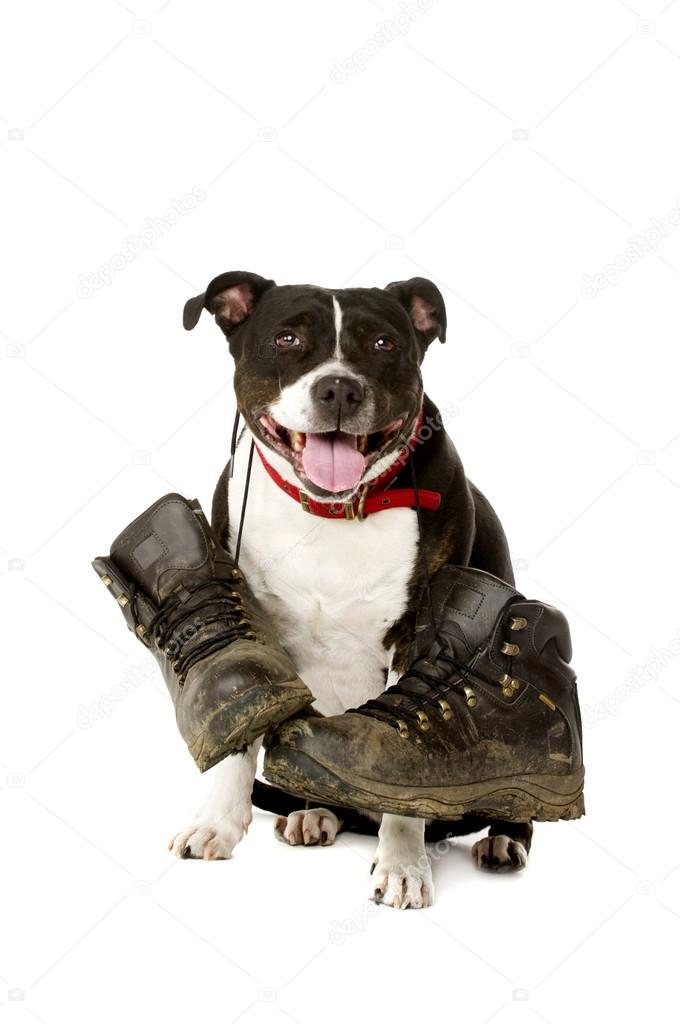 Staffordshire Bull Terrier with walking boots