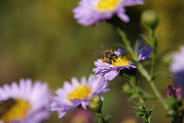 Una abeja en un capullo de un pequeño crisantemo — Foto de Stock