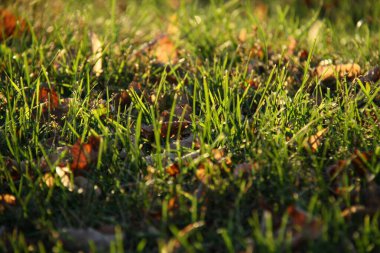  Yeşil çimlerin abackground görüntüsü