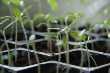 filizlenmiş domates filizini kapat.