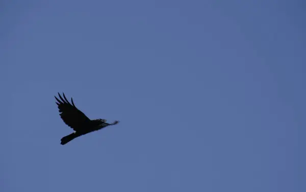 Raaf Een Vlucht Blauwe Lucht Als Achtergrond Wilde Dieren — Stockfoto