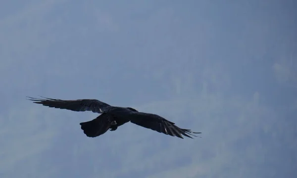 Der Rabe Flug Vogel Über Dem Bergwald — Stockfoto