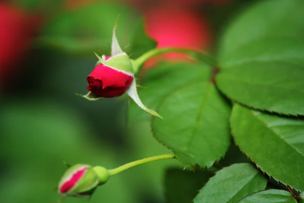 Bud rosa vermelha — Fotografia de Stock