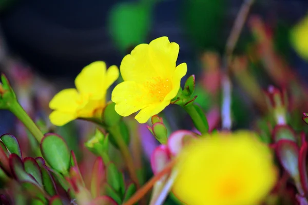 Flores — Foto de Stock