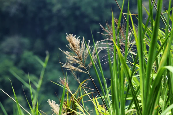 Seeds — Stock Photo, Image