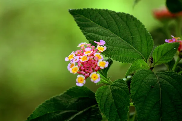 Flores — Foto de Stock