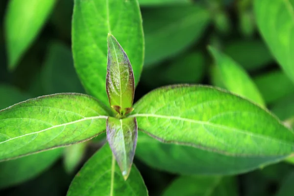 Folhas verdes — Fotografia de Stock