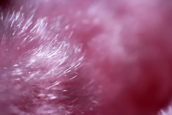 Textile de fourrure rose — Photo