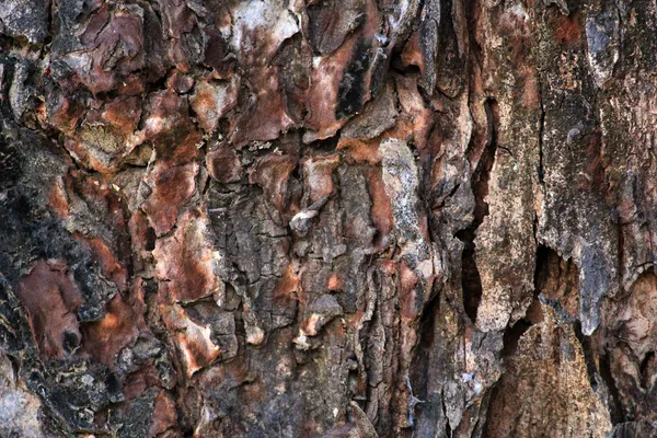 Tree bark texture — Stock Photo, Image