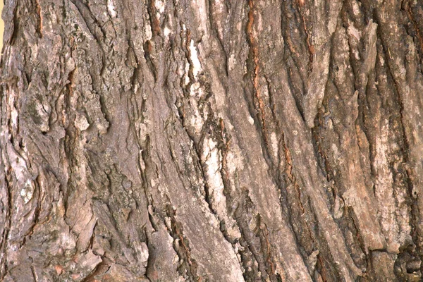 Textura de corteza de árbol — Foto de Stock