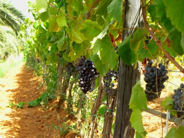 Vinné hrozny v sicly, Itálie Royalty Free Stock Obrázky