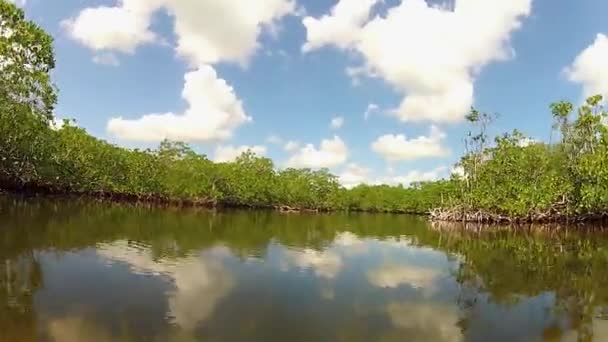Una bahía de la selva mexicana — Vídeo de stock