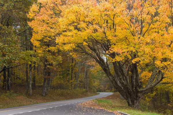 Fall colors, skyline drive, Shenandoah — Stock Photo, Image