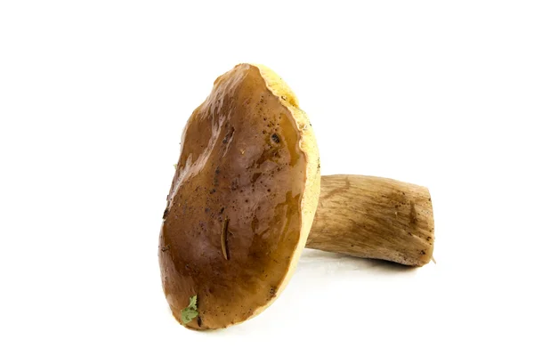 Cep, гриб, свіжий — стокове фото
