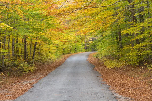 Droga w lesie kolorowy, jesień — Zdjęcie stockowe