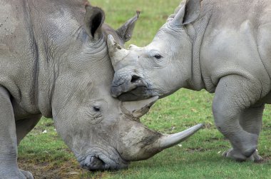 Rhino anne bebeğini seviyor