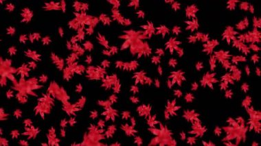 Birçok kırmızı sonbahar yaprakları siyah arka planda havada yüzüyor. Düşük çokgen bitki. Dijital teknolojinin sembolü. Soyut döngü canlandırması.
