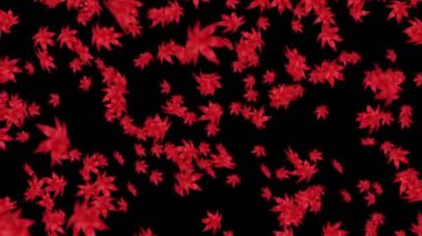 Birçok kırmızı sonbahar yaprakları siyah arka planda havada yüzüyor. Düşük çokgen bitki. Dijital teknolojinin sembolü. Soyut döngü canlandırması.