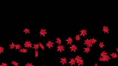 Birçok kırmızı sonbahar yaprakları siyah arka planda havada yüzüyor. Düşük çokgen bitki. Dijital teknolojinin sembolü. Soyut döngü canlandırması.