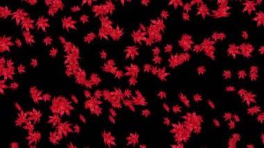 Birçok kırmızı sonbahar yaprakları siyah arka planda havada yüzüyor. Düşük çokgen bitki. Dijital teknolojinin sembolü. Soyut döngü canlandırması.