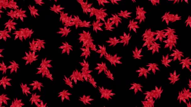 Many Red Autumn Leaves Floating Air Black Background Low Polygonal — Stock Video