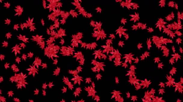 Muitas Folhas Vermelhas Outono Flutuando Fundo Preto Planta Poligonal Baixa — Vídeo de Stock