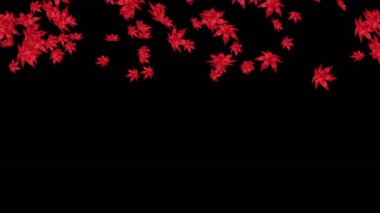 Birçok kırmızı sonbahar yaprakları siyah arka planda havada yüzüyor. Düşük çokgen bitki. Dijital teknolojinin sembolü. Soyut döngü canlandırması.