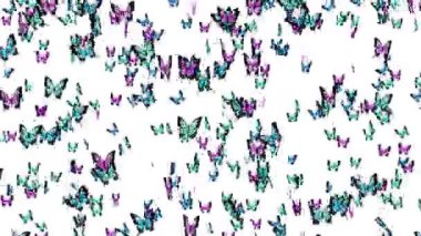 Birçok renkli kelebek beyaz arka planda havada uçuyor. Doğa konsepti. Kelebek kanat çırpıyor. Böceklerin tasviri. Döngü canlandırması.