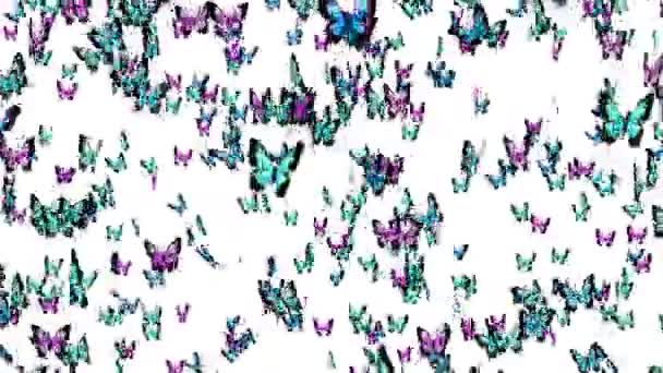 许多五彩斑斓的蝴蝶在白色的背景上在空中飞翔 自然概念 蝴蝶拍打翅膀昆虫图解 循环动画 — 图库视频影像