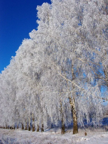 Морозні Берези Зимовий День — стокове фото