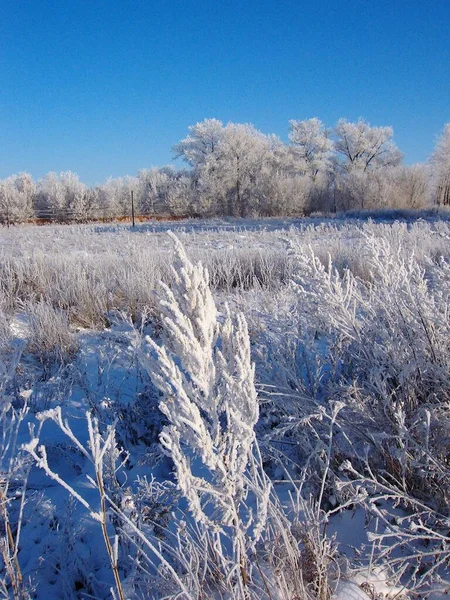 Paisaje Invernal Día Helado — Foto de Stock