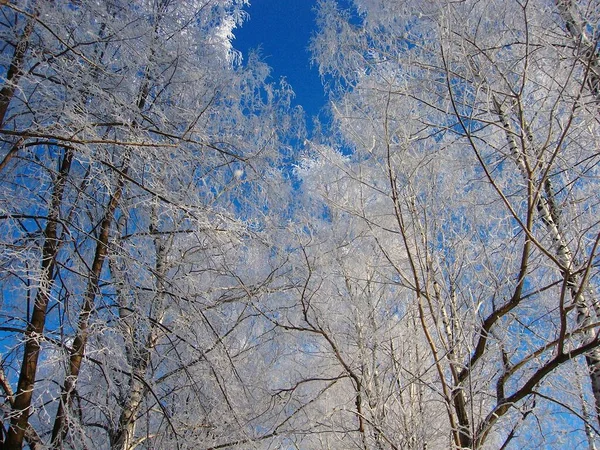 蓝蓝的天空上的冰霜树 — 图库照片