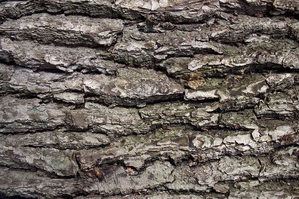 The bark of an old tree — Stock Photo, Image
