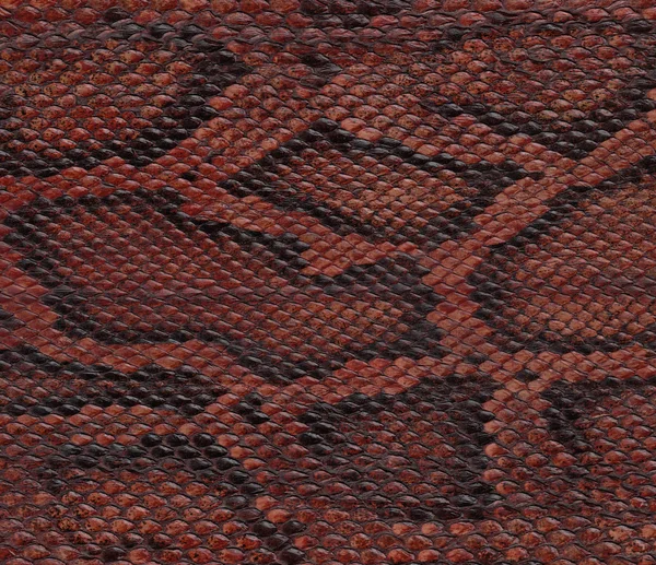 Snake skin closeup — Stock Photo, Image