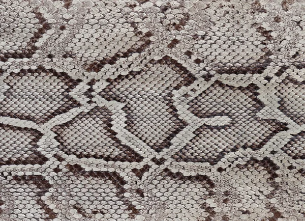 Python cilt