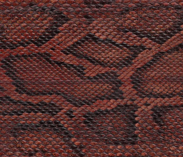 Closeup de pele de cobra — Fotografia de Stock