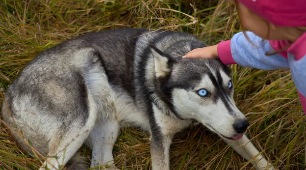 Tonårstjej smeker sibirisk blåögd husky på ängen — Stockfoto