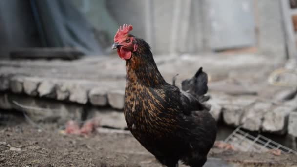 Gros plan de poulet noir regardant autour sur le sol — Video