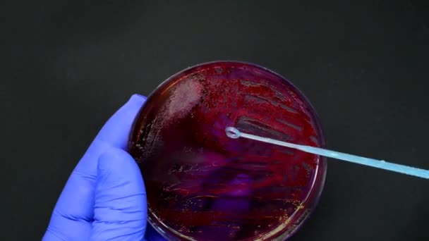 Recogida científica Colonia bacteriana con lazo desechable cultivado en un medio — Vídeo de stock