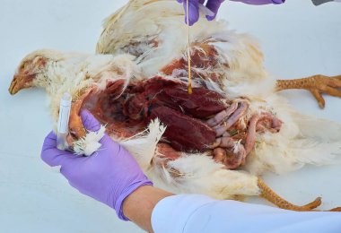 İç organlardan alınan örnek nekropsi tavuk. 