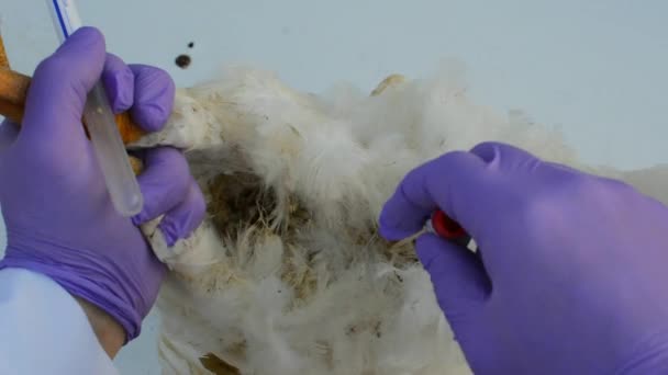 Cloacal swab monster verzameld van achtertuin pluimvee kip door dierenarts — Stockvideo