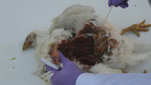 Образец мазка, собранный с внутренних органов некропсии курицы птицы — стоковое видео