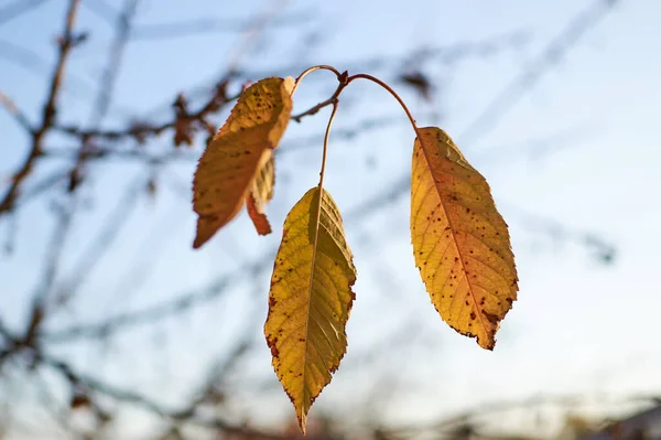 Ağacın dalında sarkan son sarı yaprak Mavi gökyüzü arkaplanı